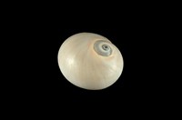 藏品(大玉螺)的圖片